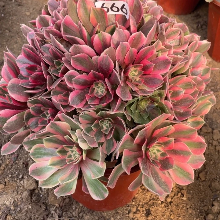 无花朵666女妖对肉植物