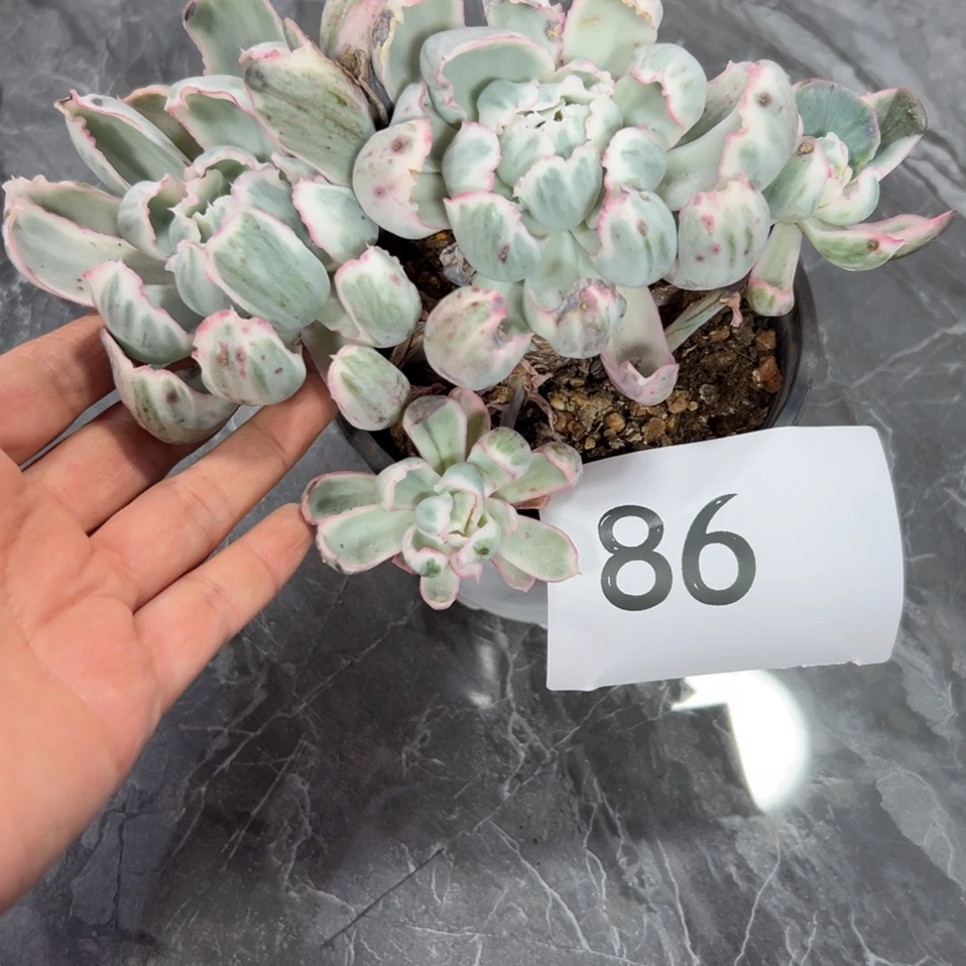 萱***子86、个中国感谢感谢哥哥吃好吃