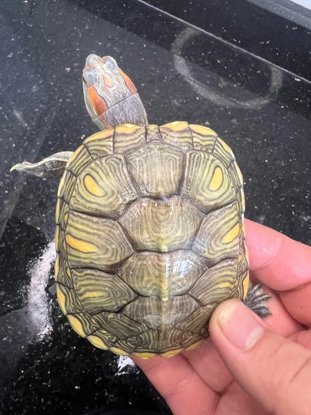 宠物龟活体观赏龟变异彩龟