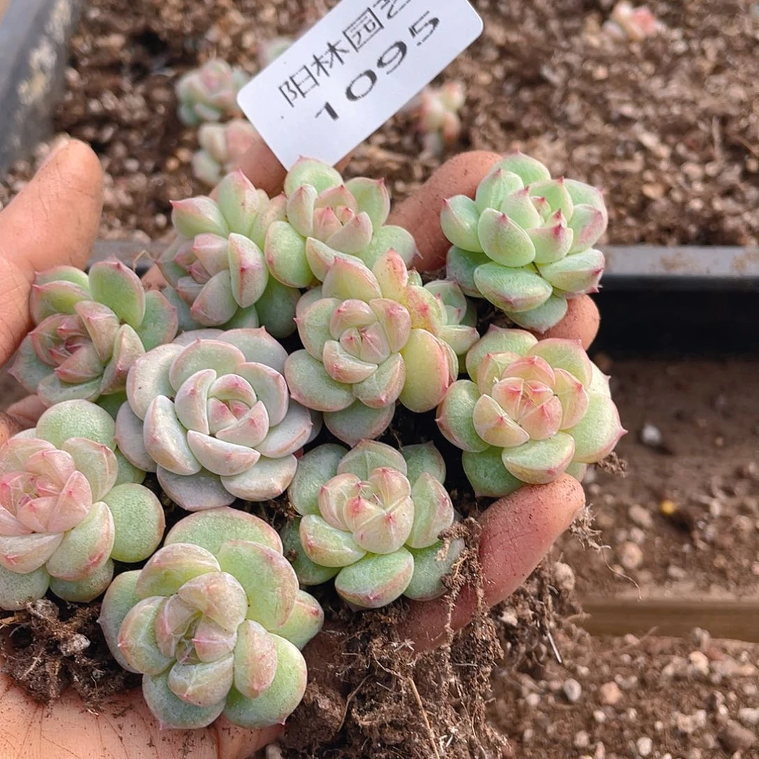 多肉植物多肉植物1095