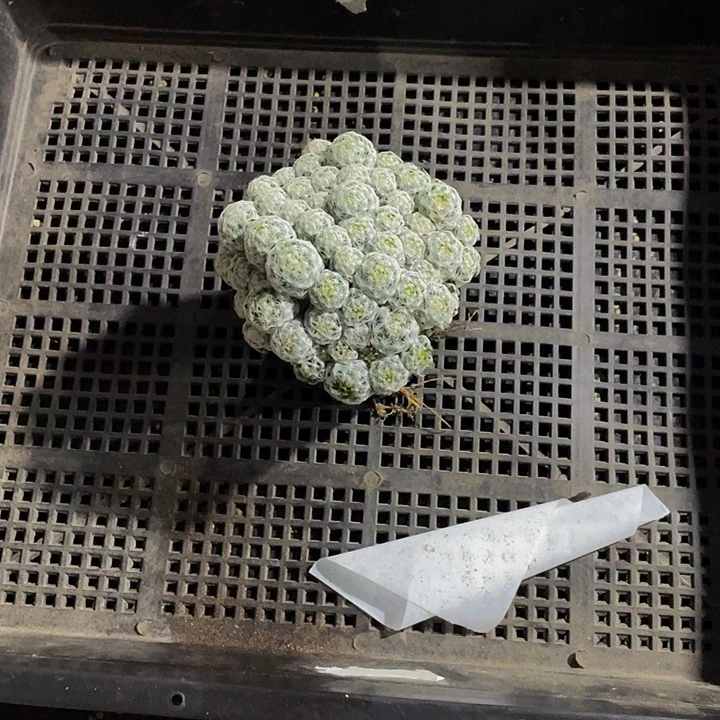 梦***台42号筐带盆土发货