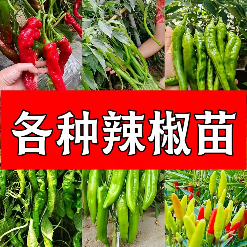 各种蔬菜苗阳台室内室外盆栽地栽都可载辣椒苗四季可栽
