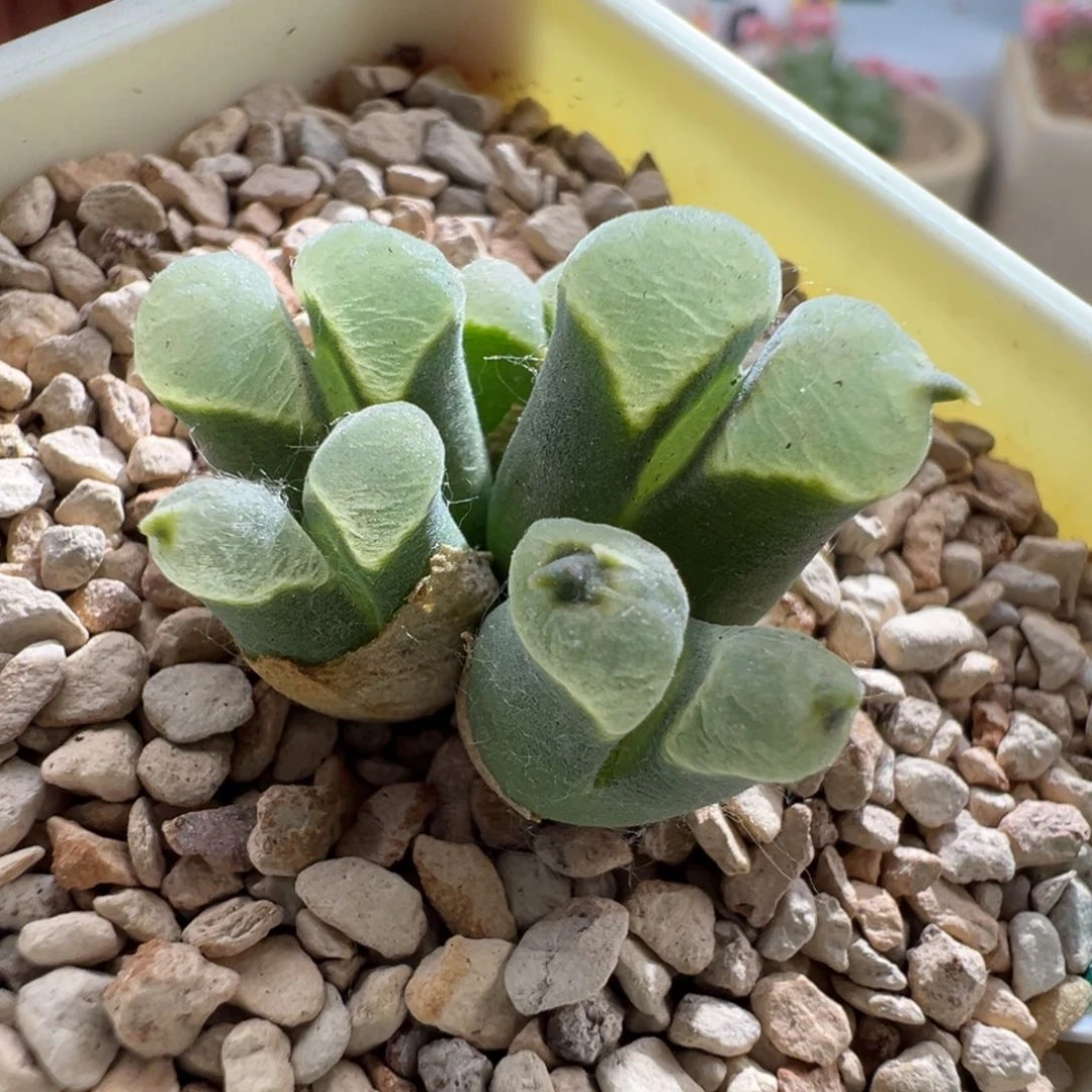 438青蛙优选2151母本恶魔角