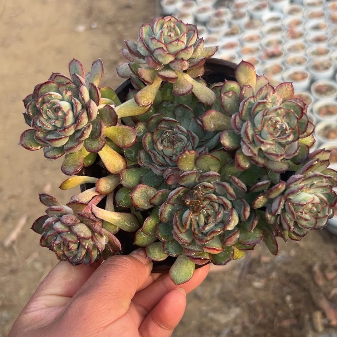 多肉植物多肉植物