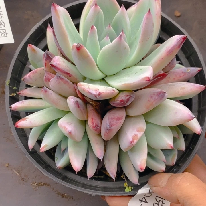 夏悦多肉 0304-111祖母绿
