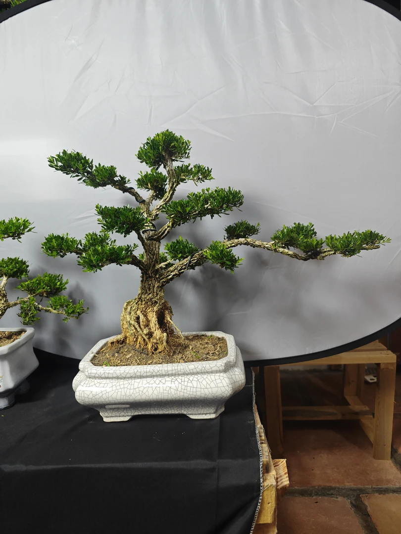 广东皱皮雀舌黄杨高飘迎客造型白色方形裂紋陶瓷盆一物一拍老桩