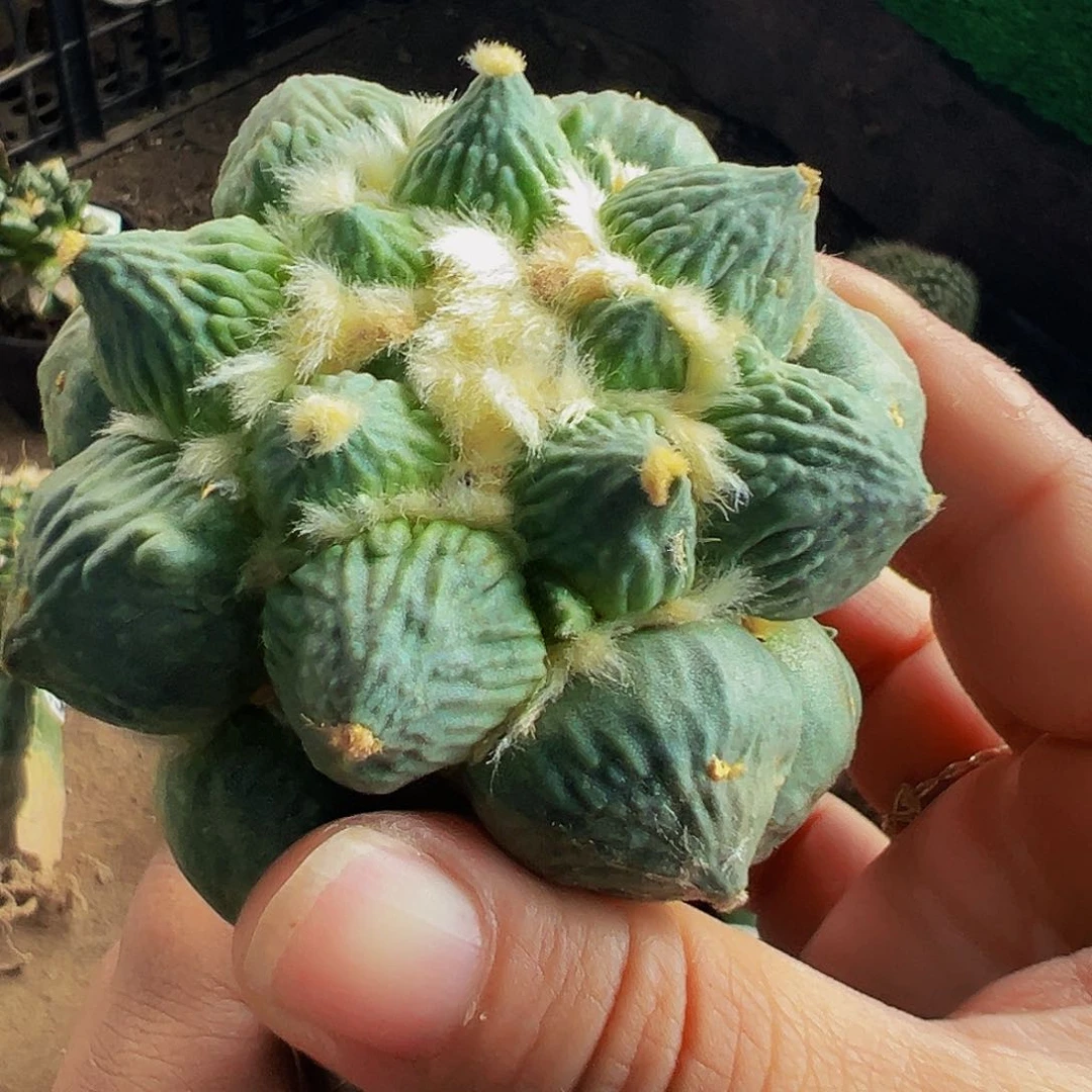 无花朵福利蛋尤怒涛牡丹949