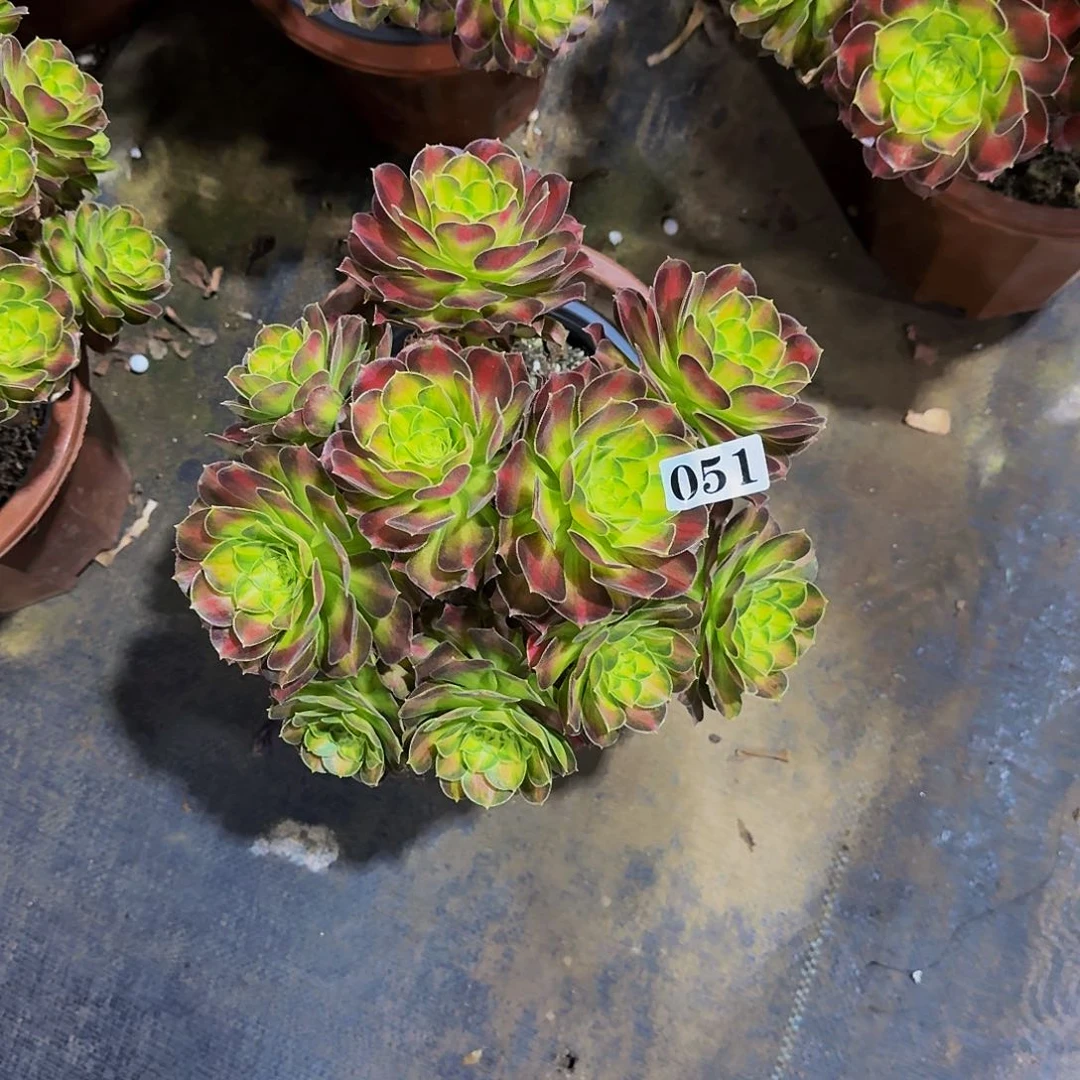 051韶华丛林多肉植物