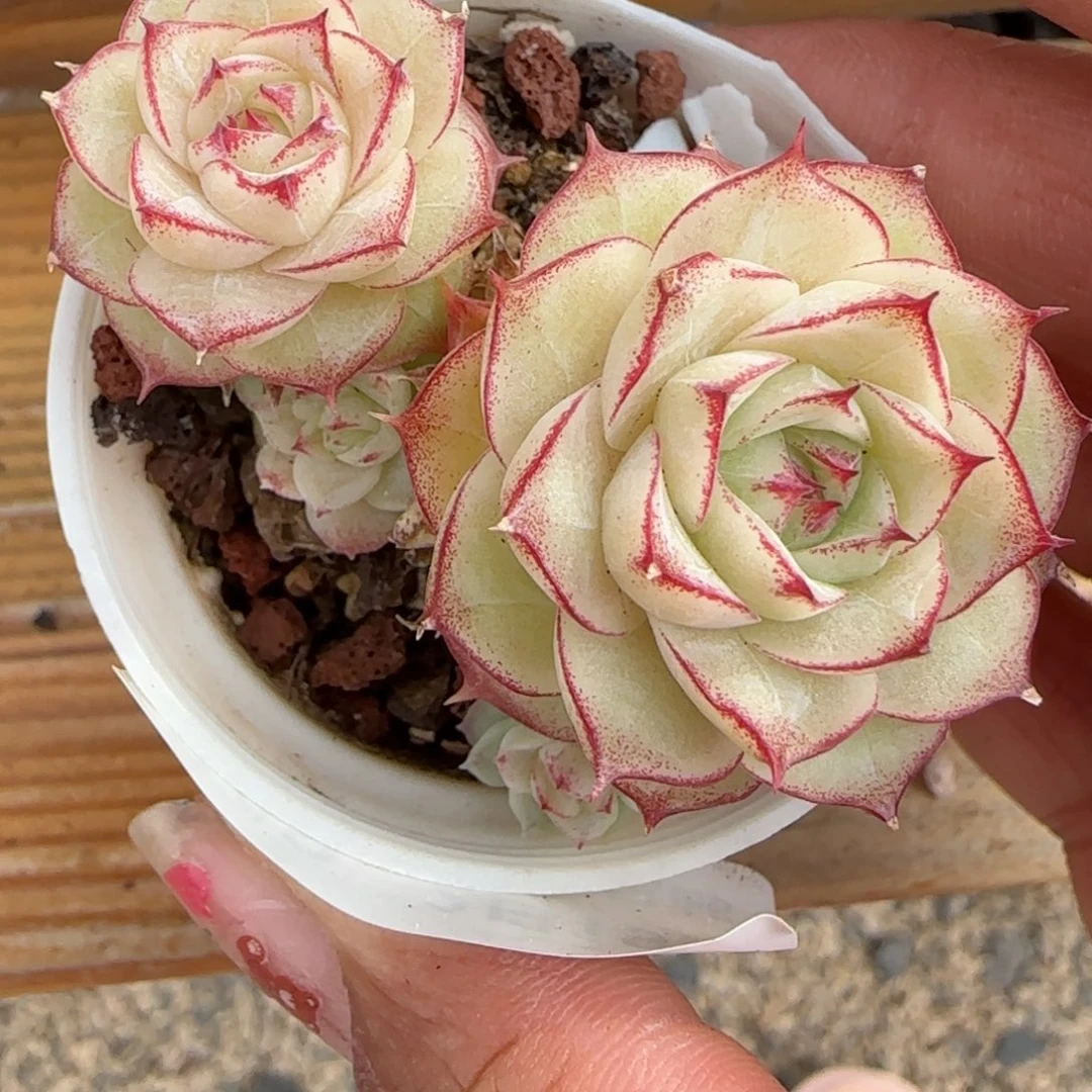 ?****留花语逸境0219-849