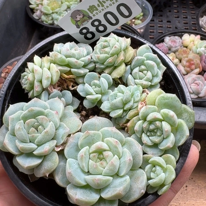当前无花朵,栽培后可花朵多肉植物多肉植物