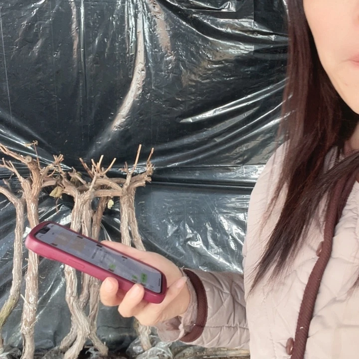 葡萄树和水果的栽培