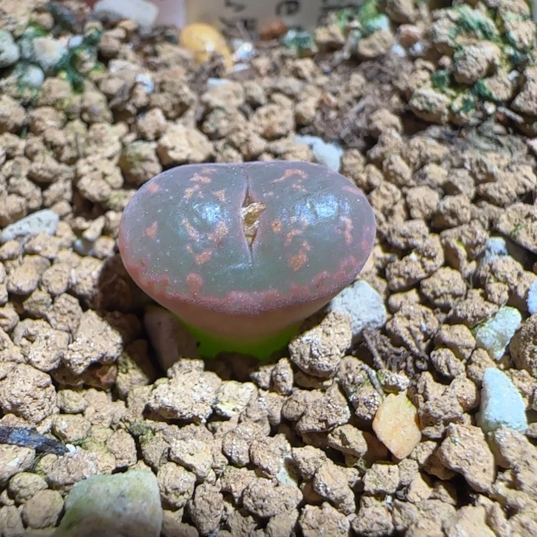 肉锥多肉植物组合-爱心勋章356