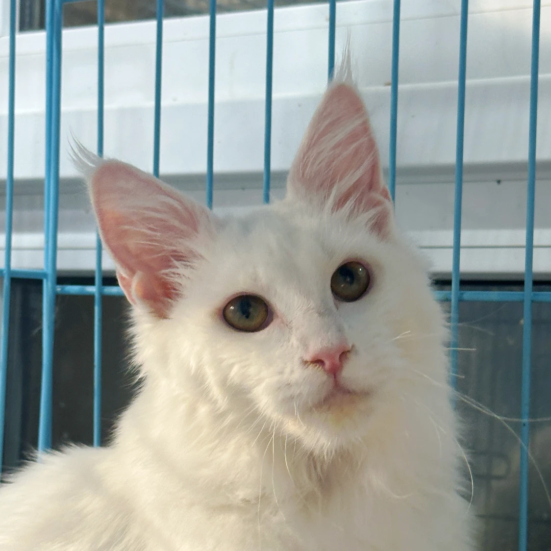 来了姊妹-纯白缅因猫-弟弟-48