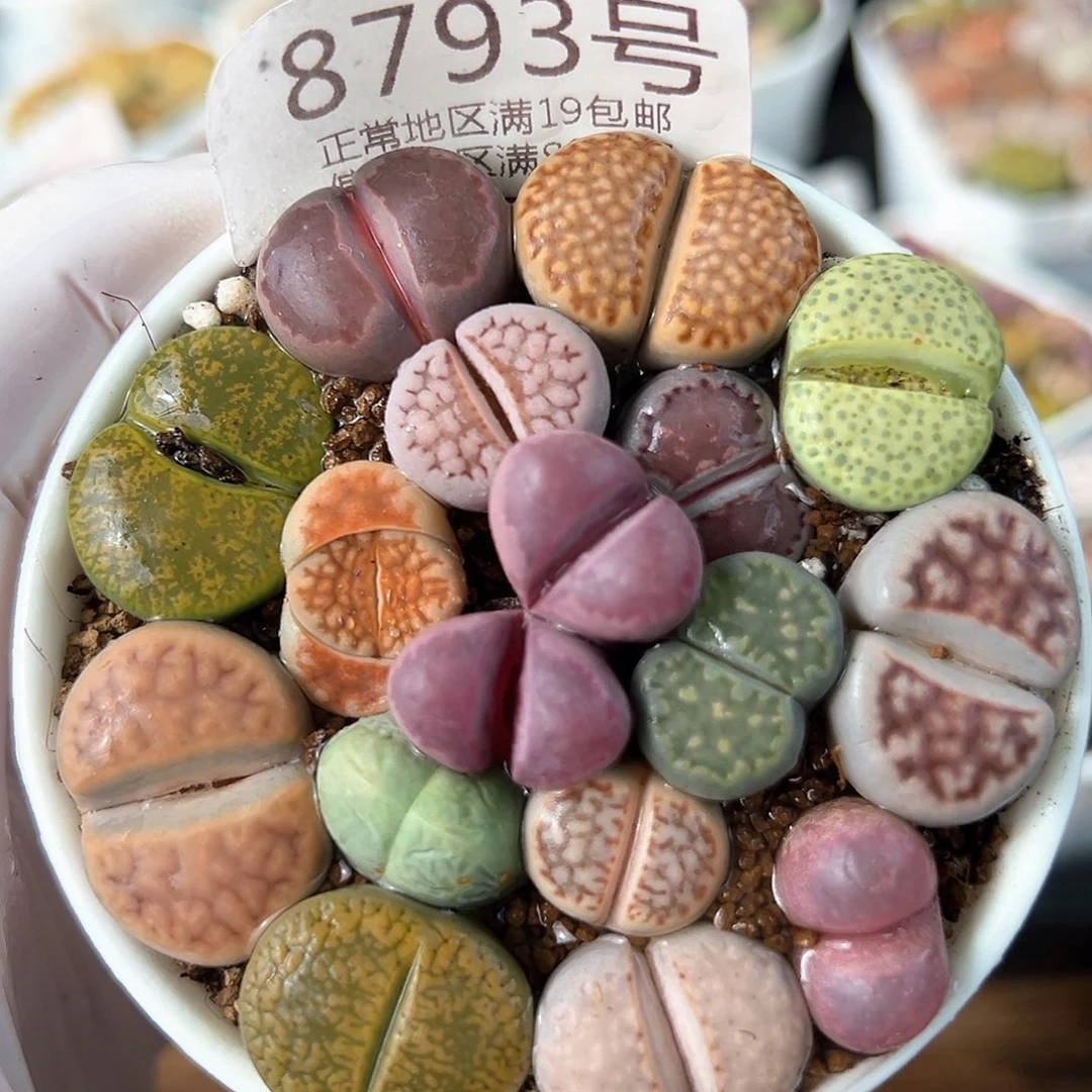 好养易活生石花大母本8793