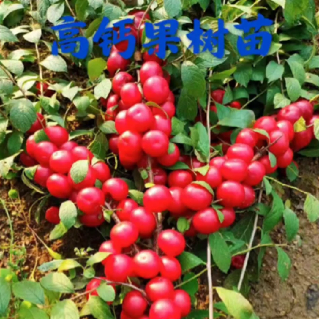 欧李钙果苗南北方种植盆栽新鲜四季庭院中华钙果苗高钙果树苗