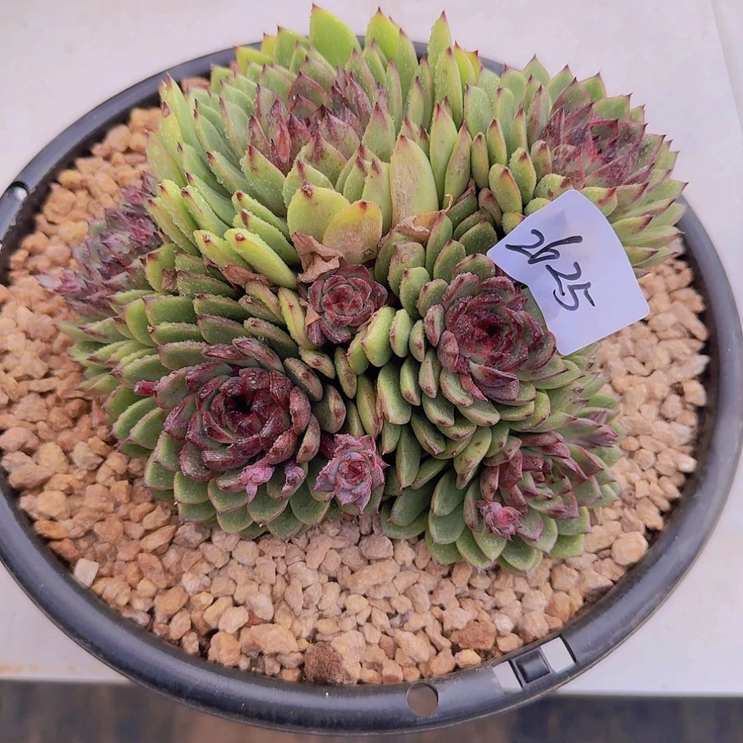 2625绿水晶多肉植物