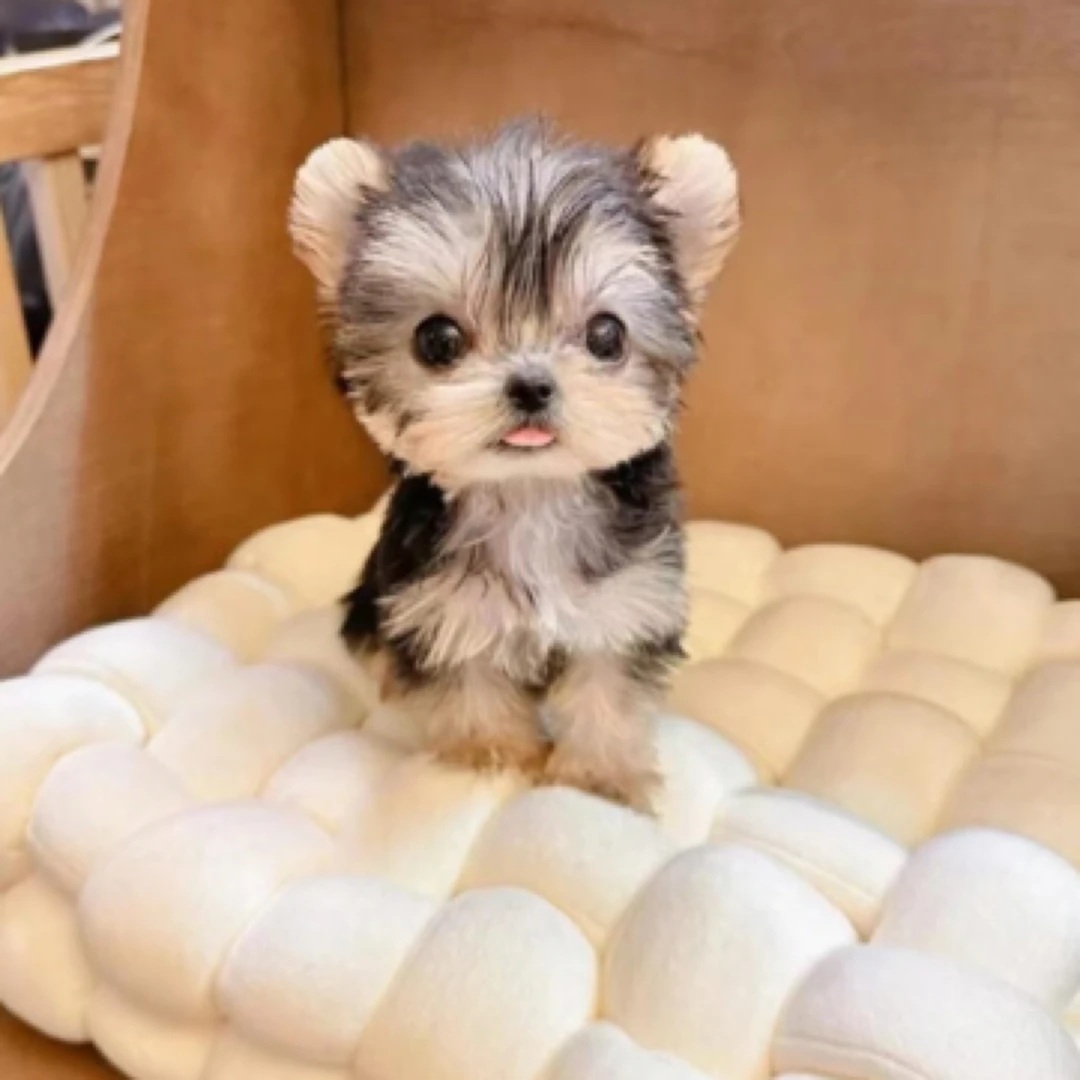 【新仔Pet】宠物狗狗活体全款链接