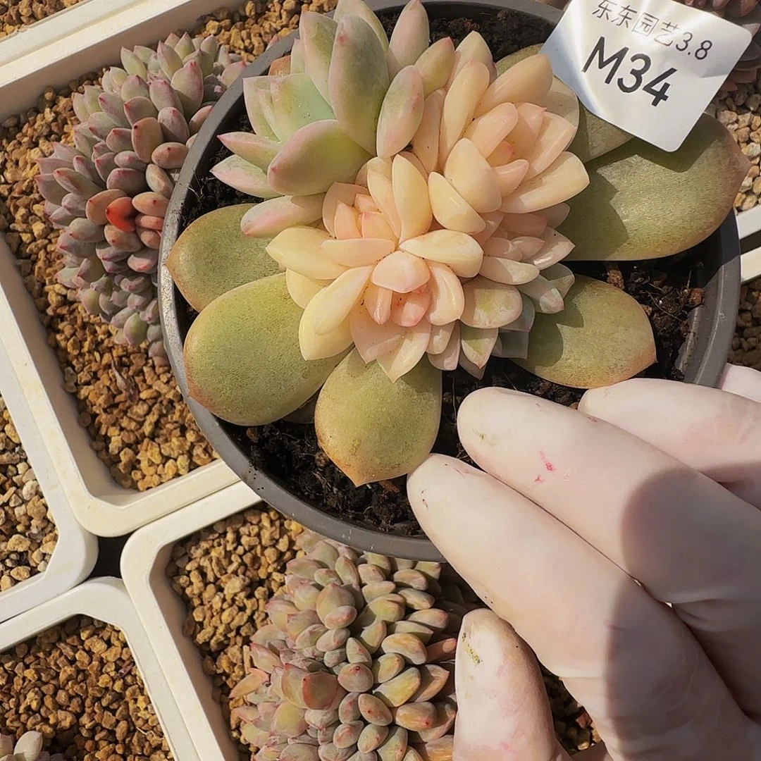 m m m m m m m m m 34