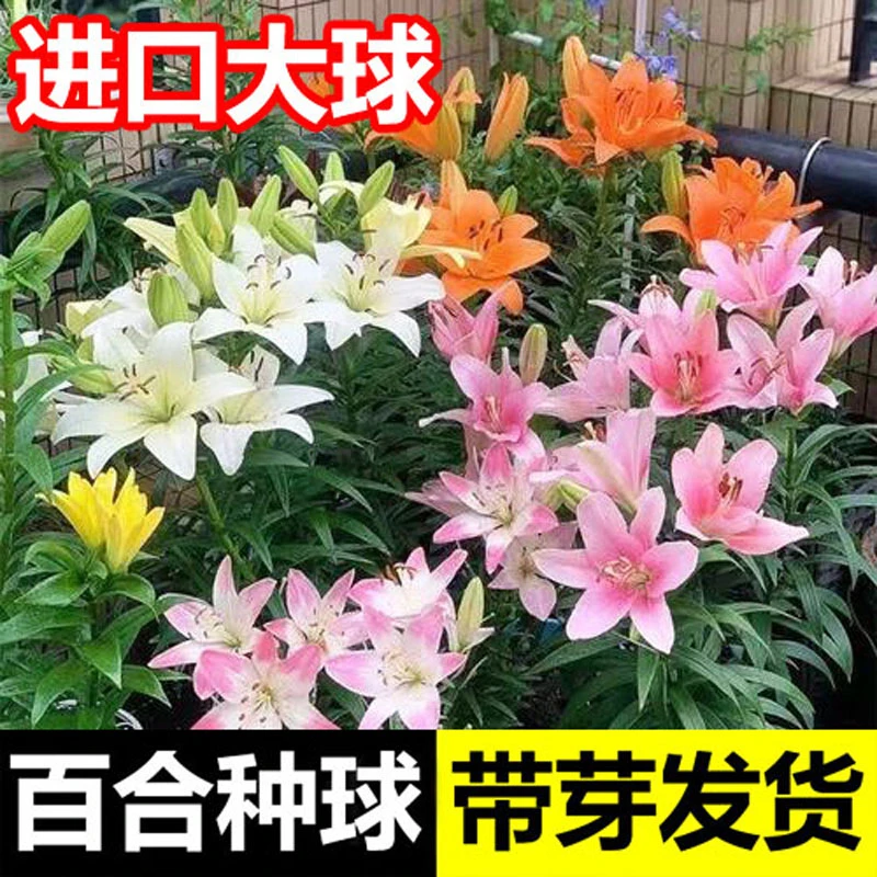 5颗带芽进口香水百合种球带盆带土栽好发货阳台庭院四季开花植物
