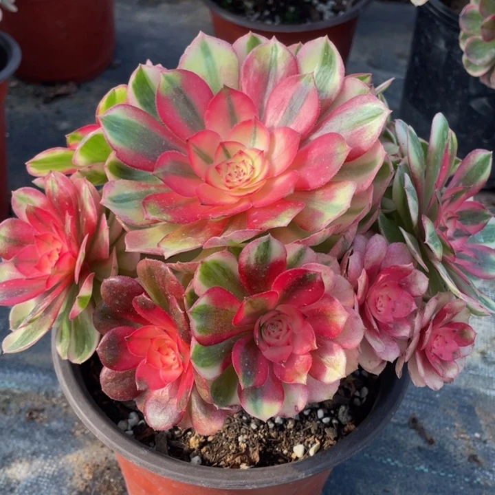 706倾城精品法师老桩