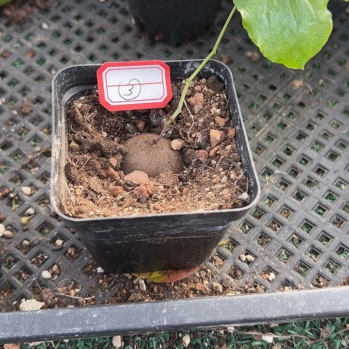 南非龟3号，一物一拍，带盆