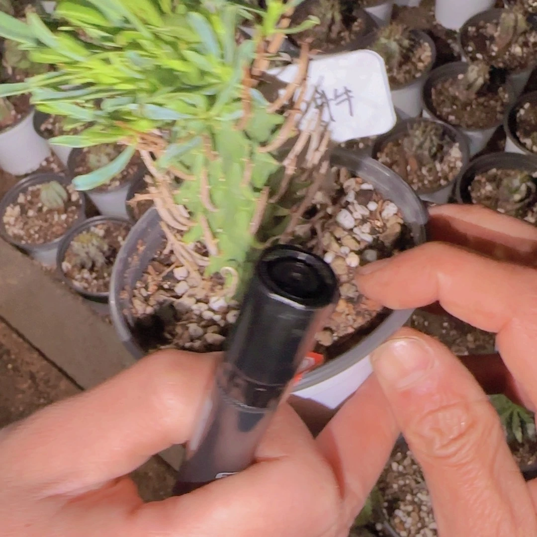 ****迪块根植物块根植物