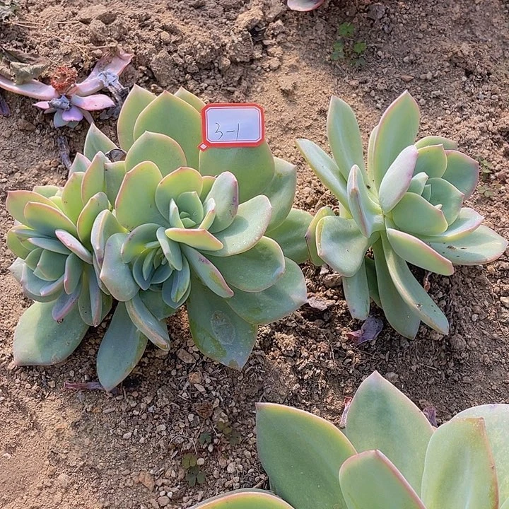 卡***顿白凤多头群三杠1号