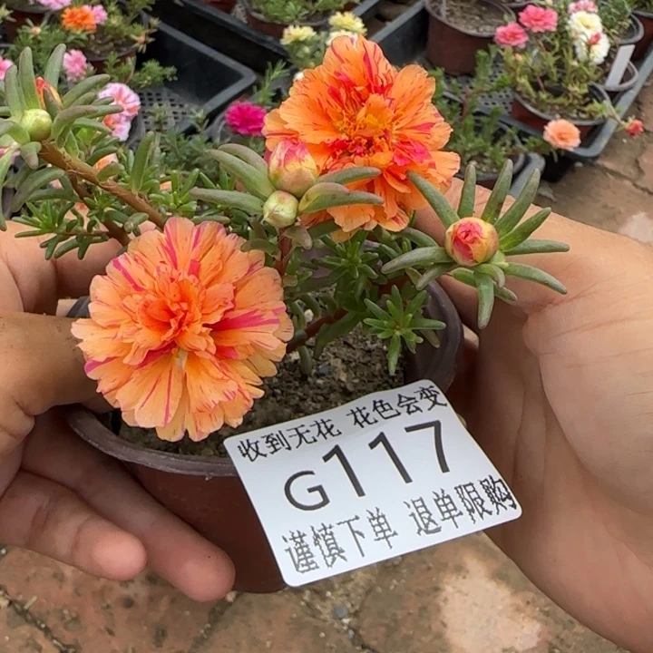 无花朵G117超小苗盆口10cm