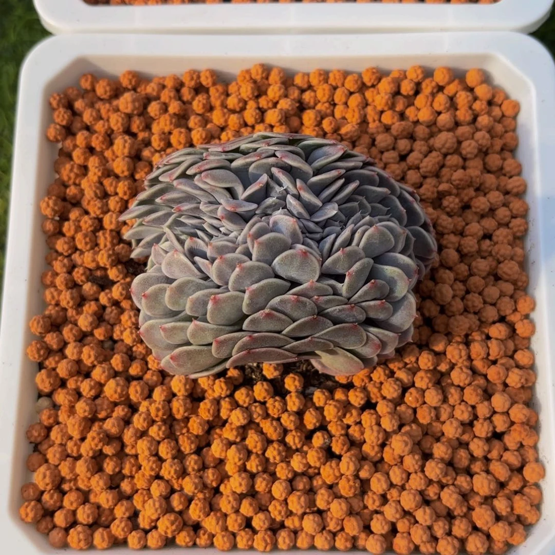 幸**✨汉堡缀，多肉植物