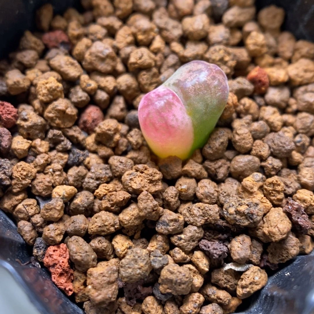 多肉植物肉锥杂交K-3277（0.9）风铃安贞杂 锦