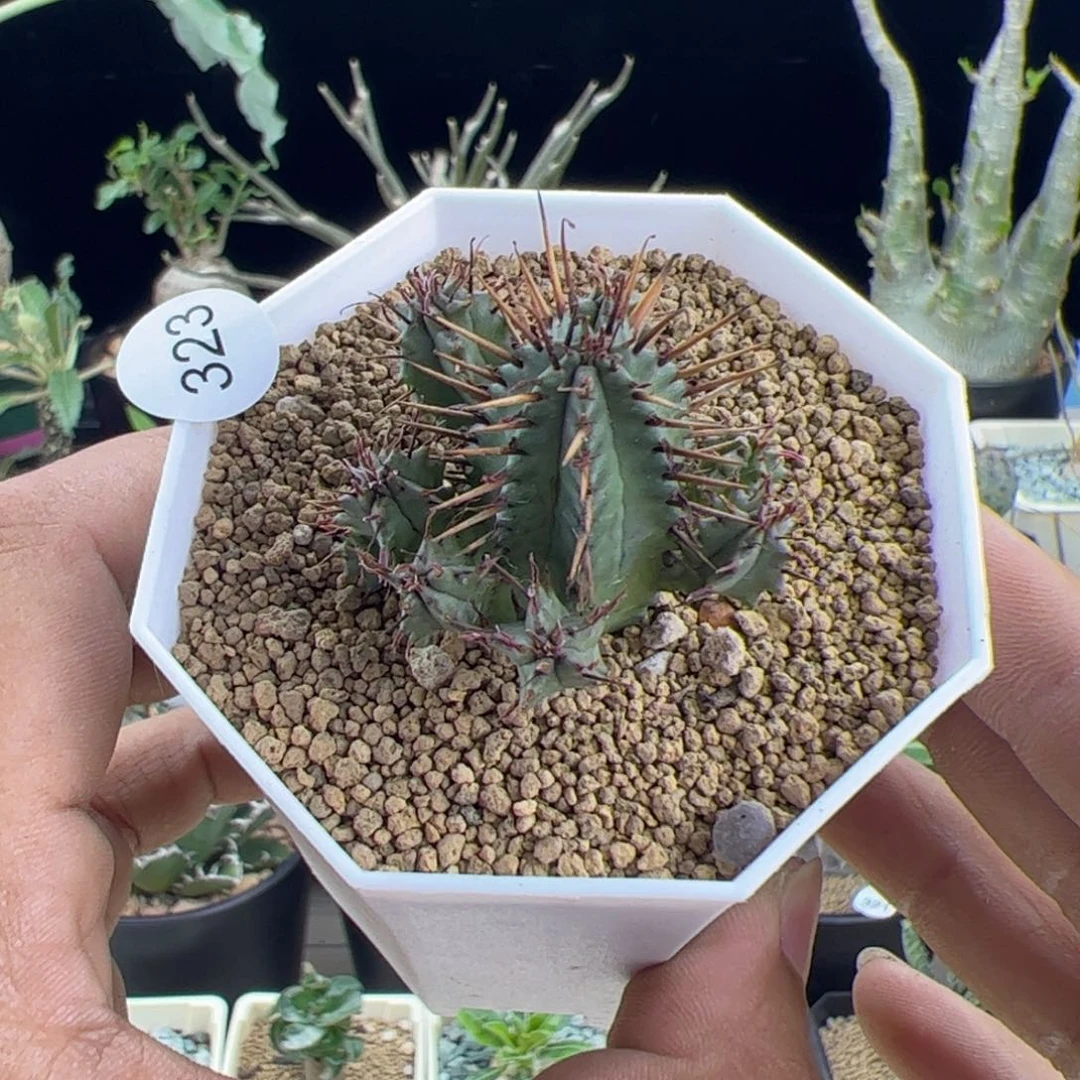红刺麒麟一物一拍默认脱土发