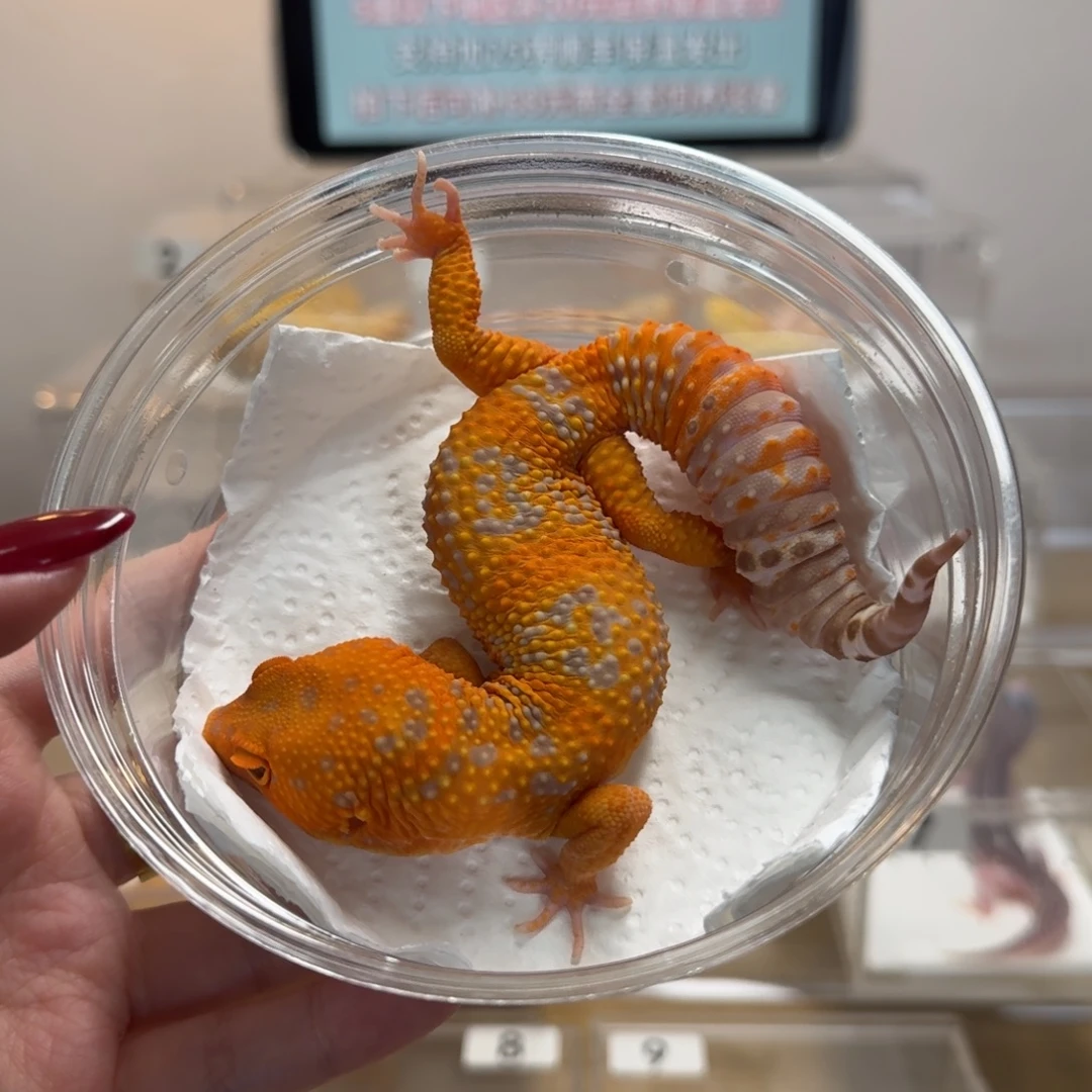 豹纹守宫烈酒弟弟