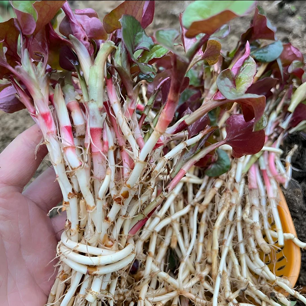 贵州老品种红叶折耳根新鲜鱼腥草凉拌即食新鲜现挖脆嫩芽带泥保鲜