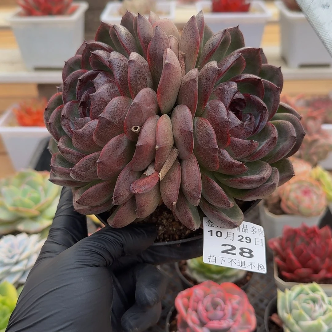 1029-28暗黑色双头