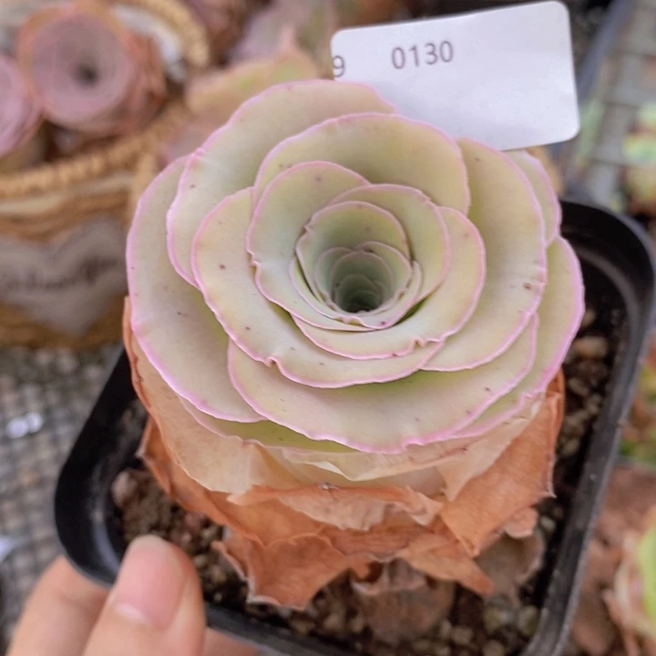 山地玫瑰花朵福利0130