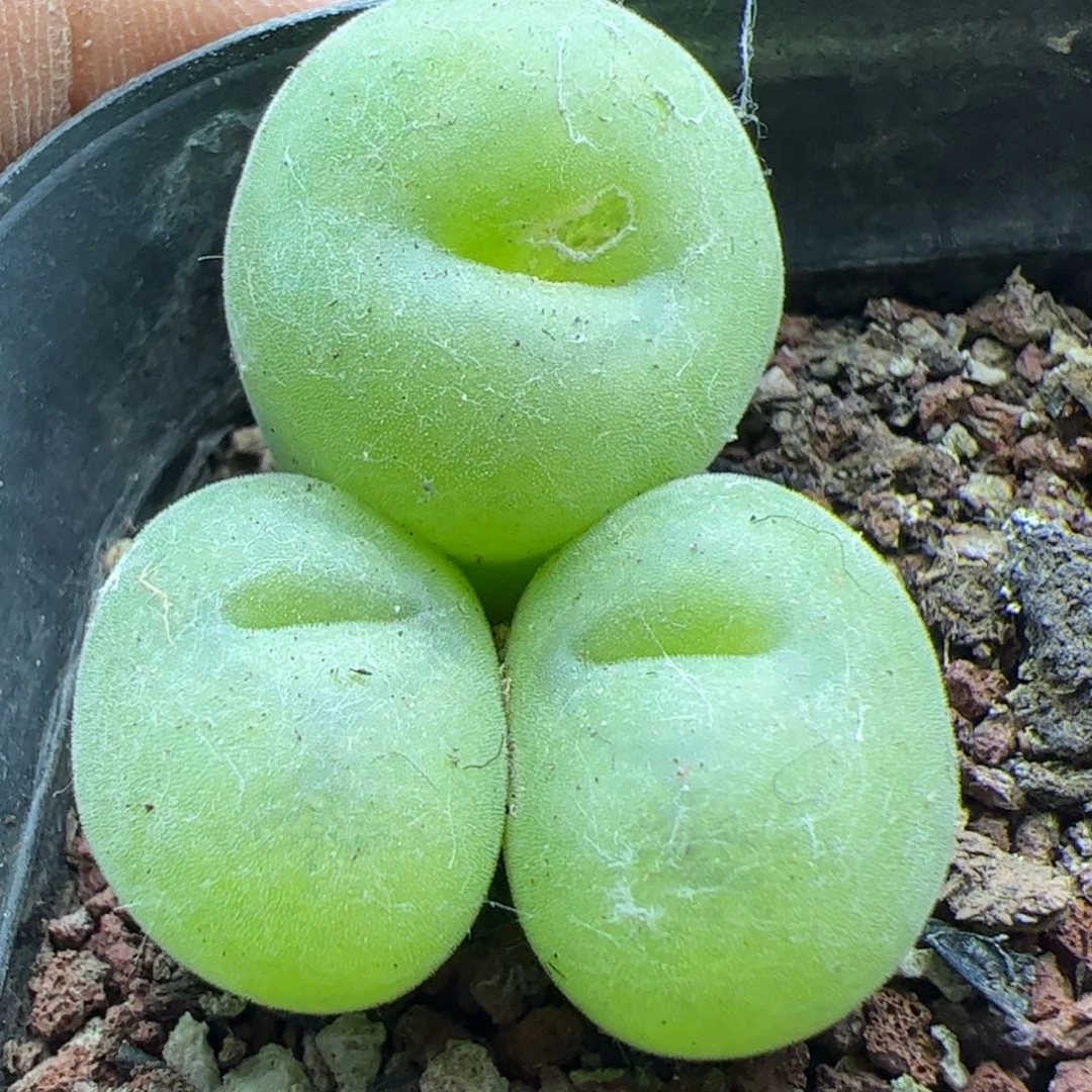 大家过年好22938