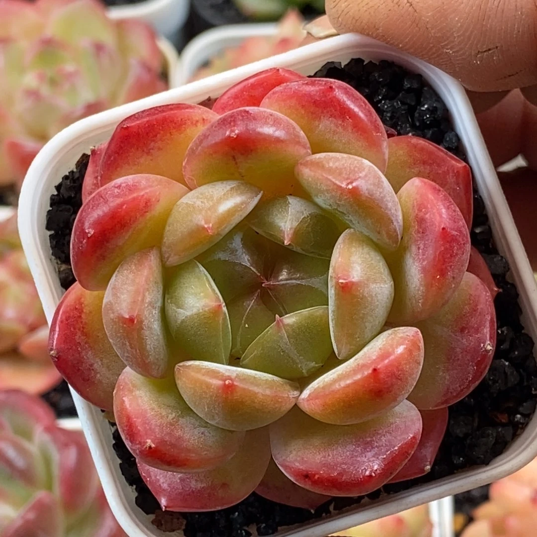 天官赐福百无禁忌