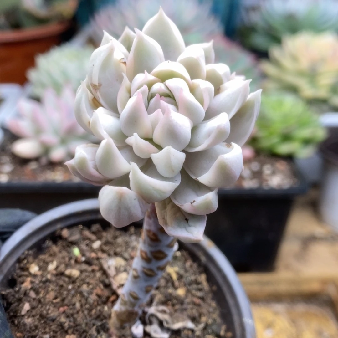 473牡丹冰锦锦锦锦锦锦