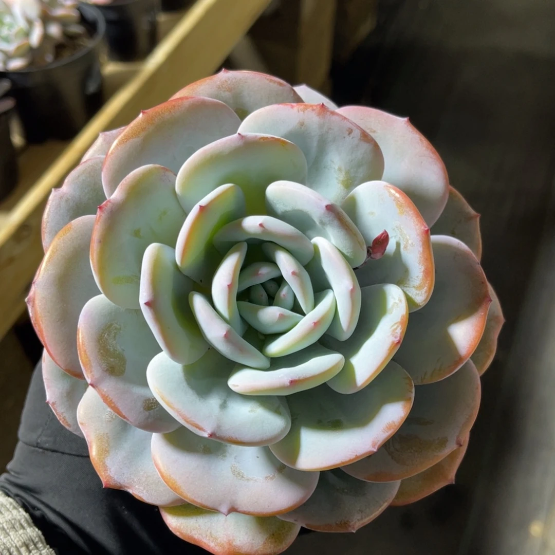 大单头奶茶14公分