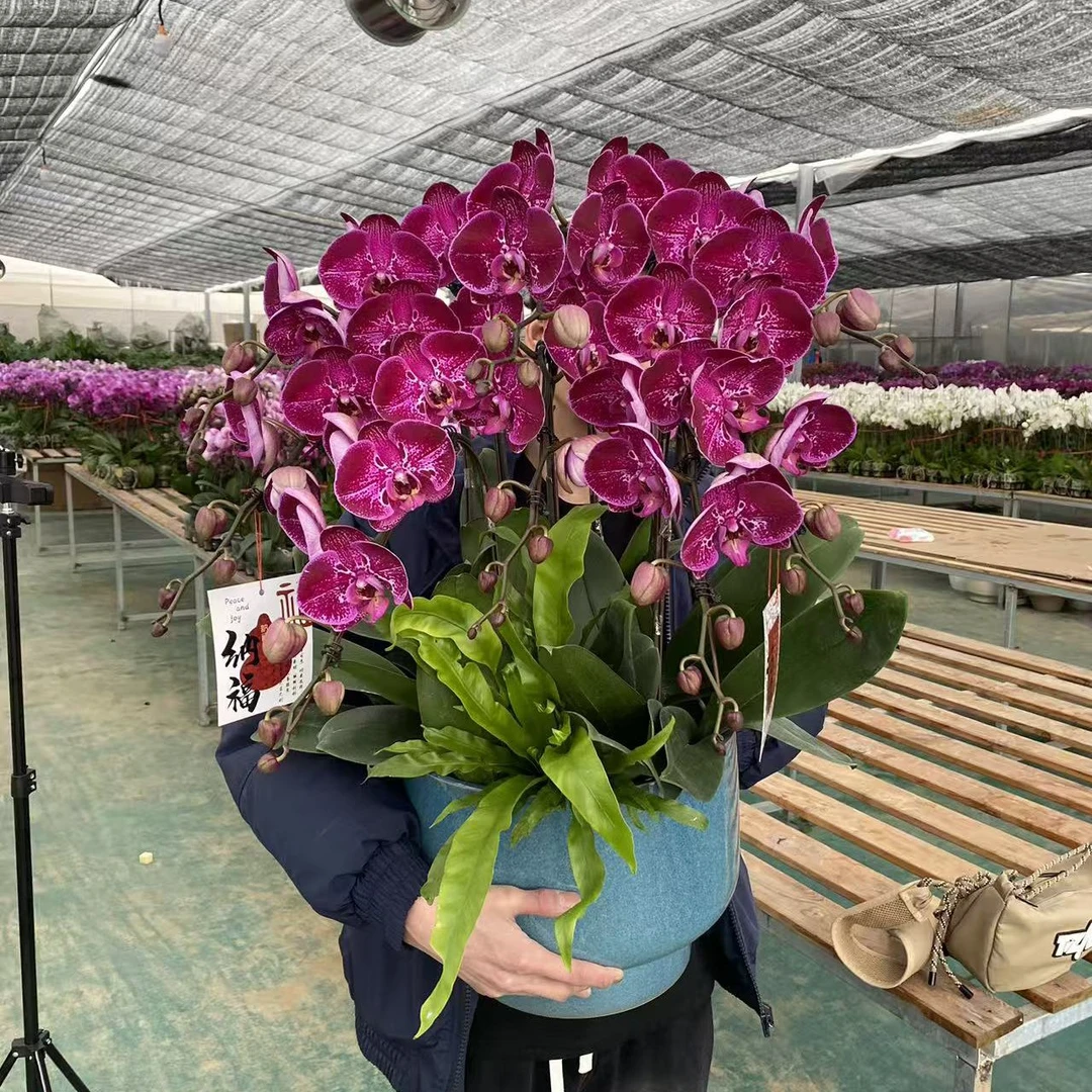 黑金刚蝴蝶兰 上海同城蝴蝶兰基地 明日达 专车配送上门