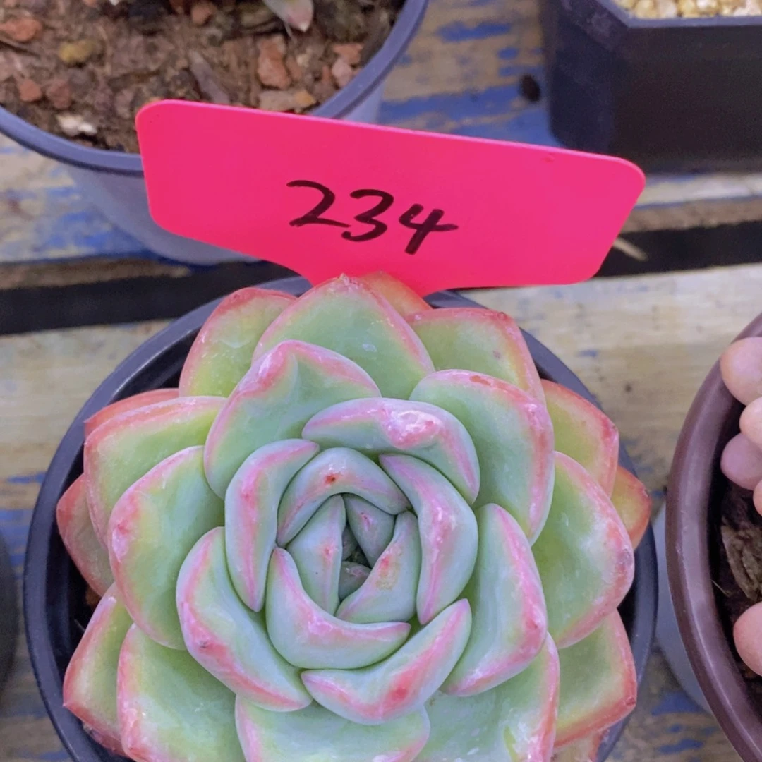 清货，专场，不做对比，一物一拍