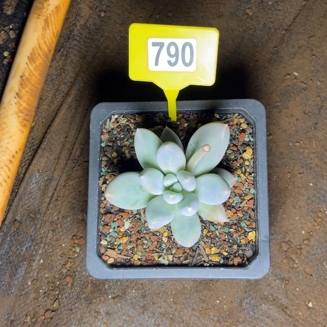 多肉植物哥特790