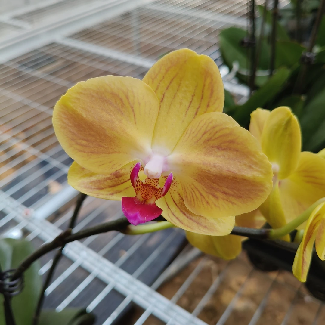 好吉利   微瑕蝴蝶兰基地直发