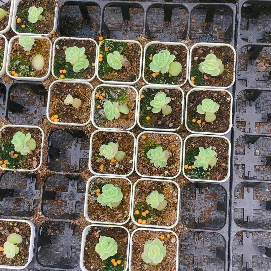 水晶虾饺盆一个满25包邮