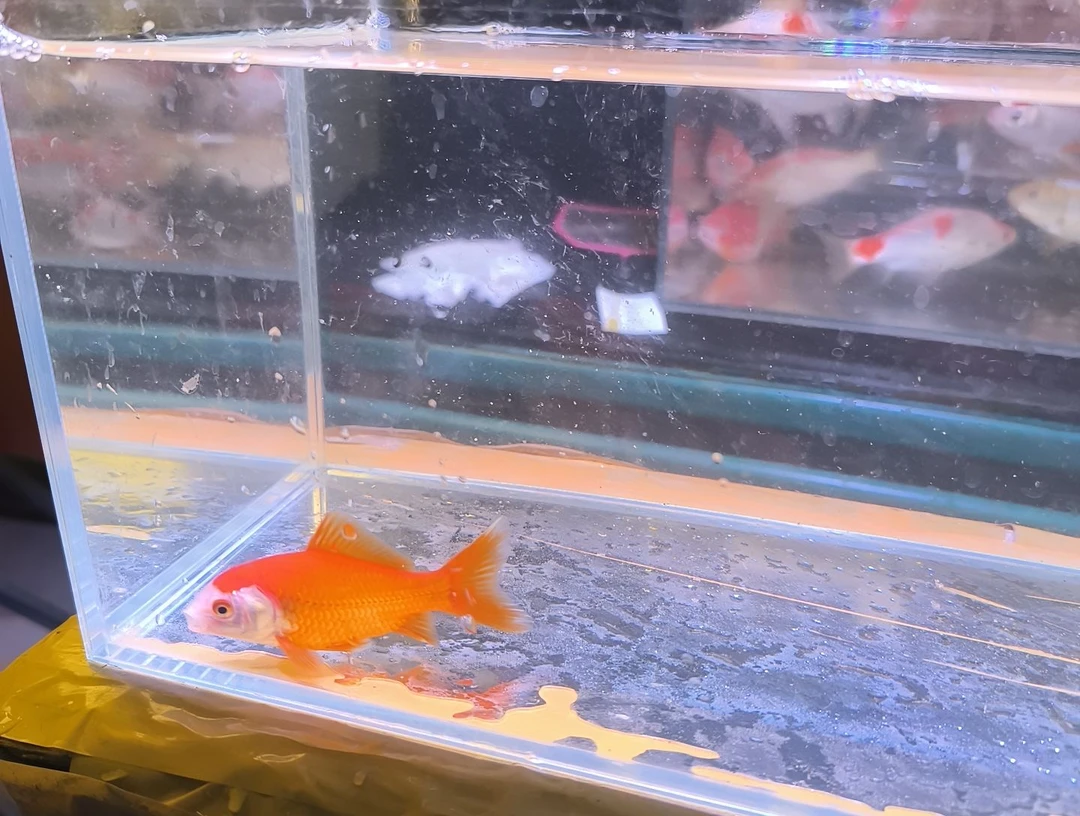 金鱼品相自鉴全场包邮