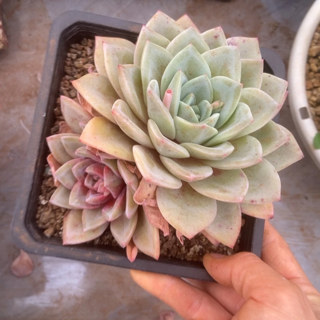 ?****豆德国香槟多肉多肉