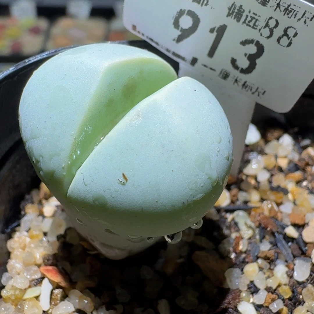 Sss清货价便宜出913