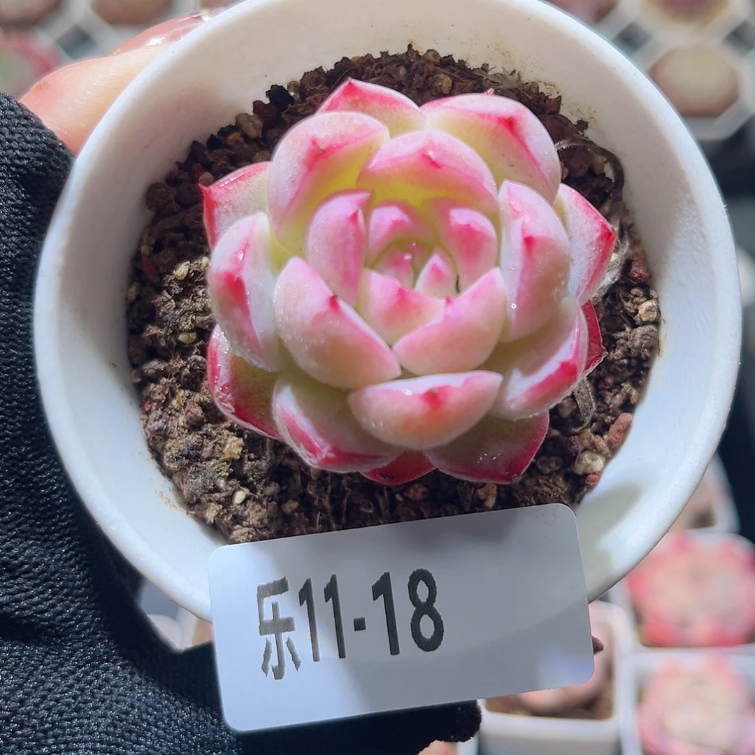 乐11-18 女王单头