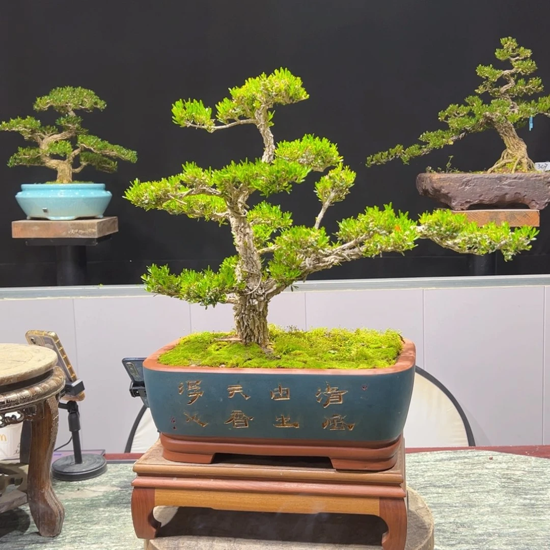 黄杨盆景老桩四季常青