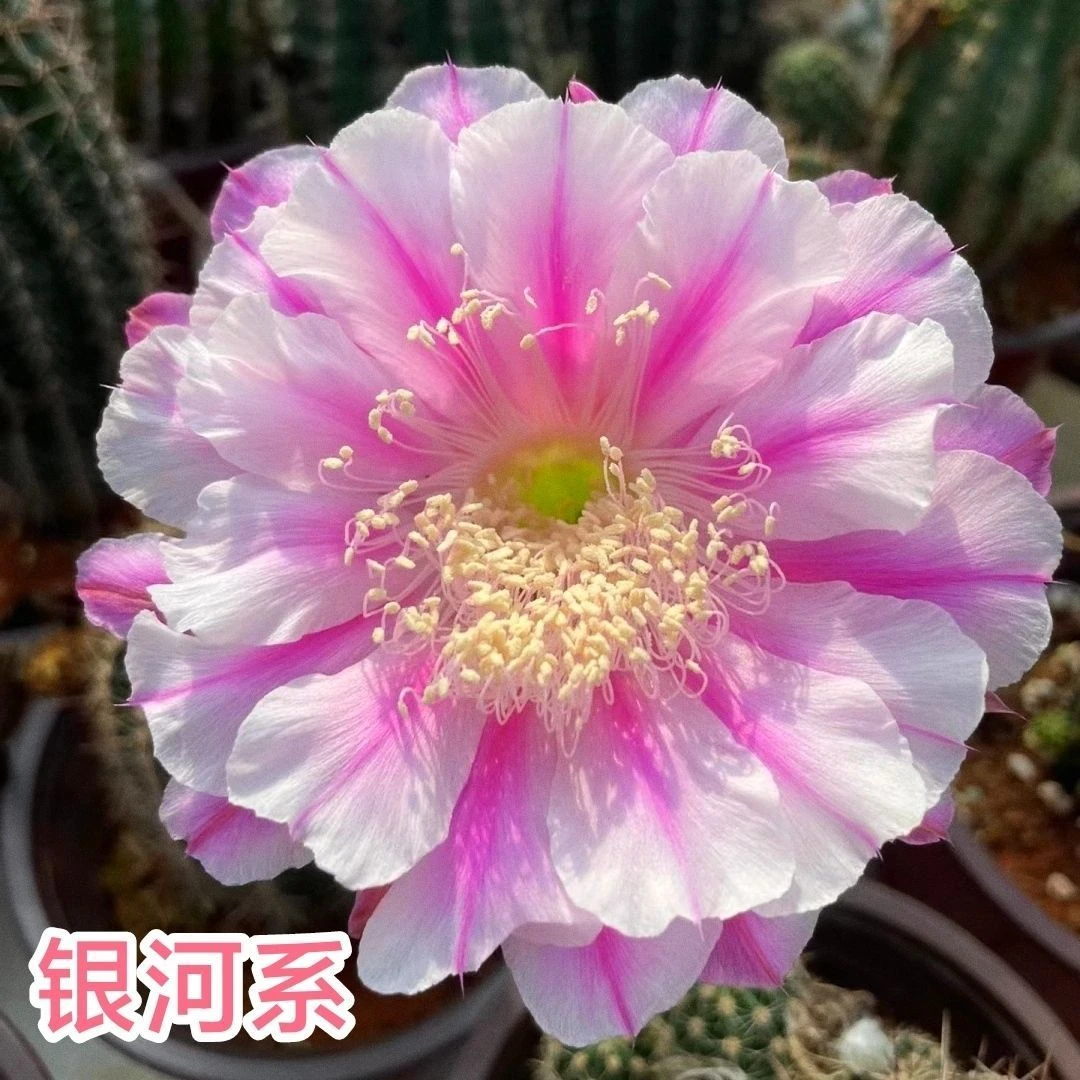 实生根彩草仙人球毛花柱